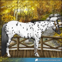 Horse Color:White Spotted Black Appaloosa 