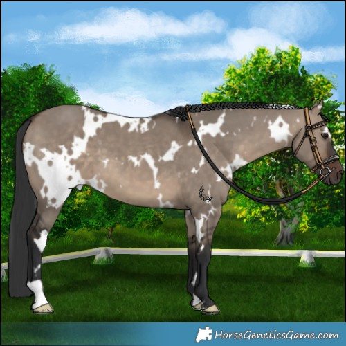Horse Color:White Spotted Brown Dun 