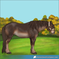 Horse Color:White Spotted Liver Chestnut 