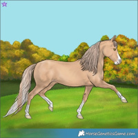 Horse Color:Gold Champagne Splash