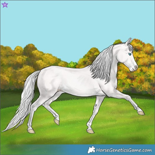Horse Color:Cremello Splash 