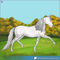 Horse Color:Cremello Splash