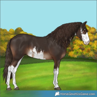 Horse Color:White Spotted Liver Chestnut 