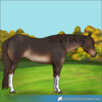 Horse Color:White Spotted Liver Chestnut 