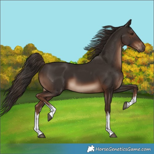 Horse Color:White Spotted Liver Chestnut