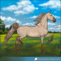 Horse Color:Red Dun 