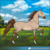 Horse Color:Red Dun 