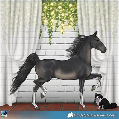 Horse Color:White Spotted Black 