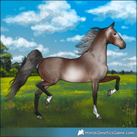 Horse Color:Gray Bay Tobiano 