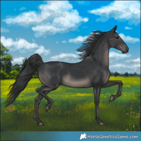 Horse Color:White Spotted Black 