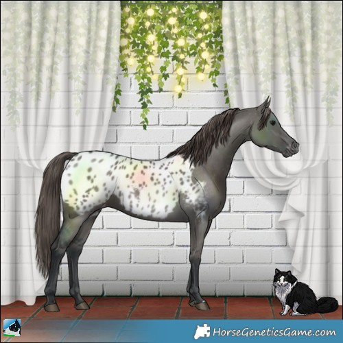 Horse Color:Grullo Blanket
