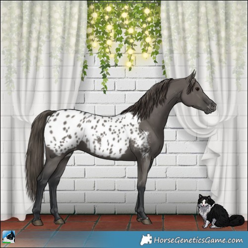 Horse Color:Grullo Appaloosa 