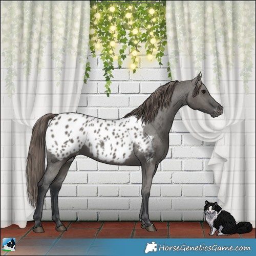 Horse Color:Grullo Appaloosa 