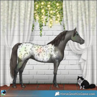 Horse Color:Grullo Blanket
