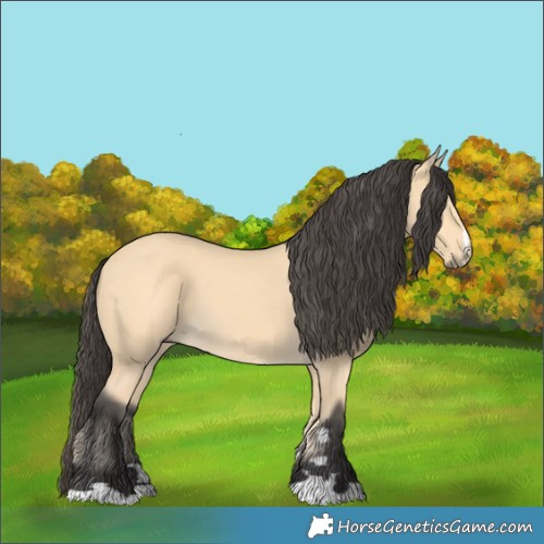 Horse Color:Buckskin 