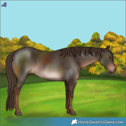 Horse Color:White Spotted Liver Chestnut