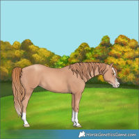 Horse Color:Gold Champagne Splash