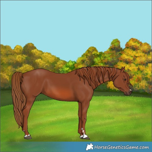Horse Color:Chestnut 