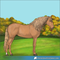 Horse Color:Chestnut Rabicano 
