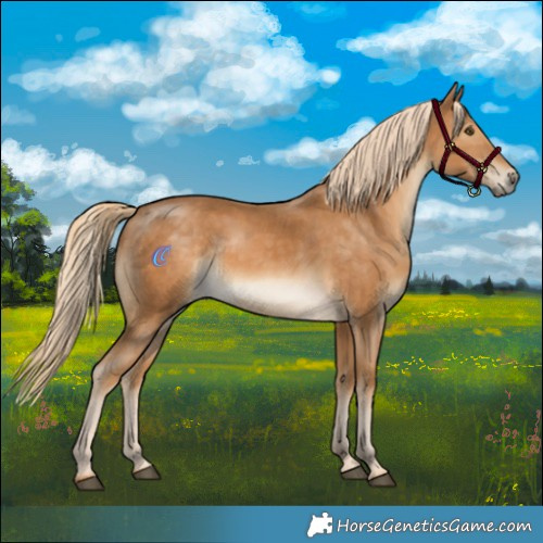 Horse Color:Palomino Mushroom Rabicano 