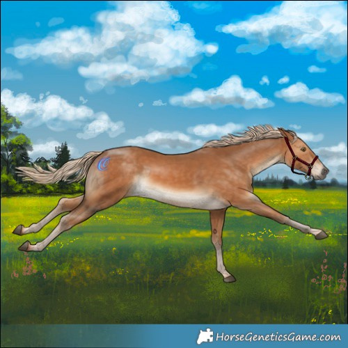 Horse Color:Palomino Mushroom Rabicano 