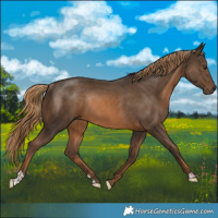Horse Color:Chestnut Rabicano 