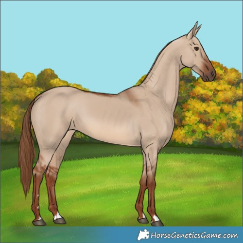 Horse Color:Red Dun 