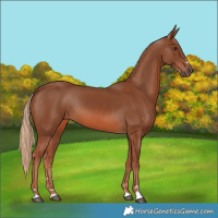Horse Color:Chestnut 