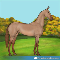Horse Color:Red Dun Rabicano 