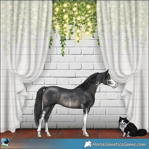 Horse Color:Black Sabino Rabicano 
