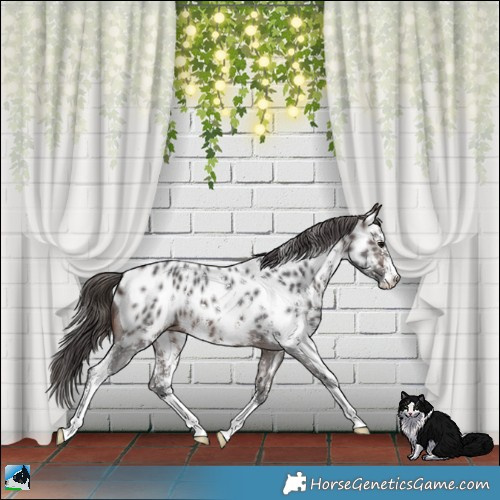 Horse Color:Brown Sabino Near Leopard