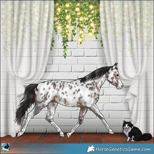 Horse Color:Brown Sabino Appaloosa 