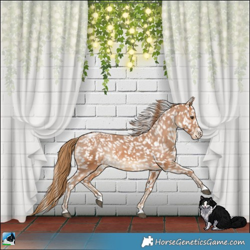 Horse Color:Chestnut Blanket Rabicano