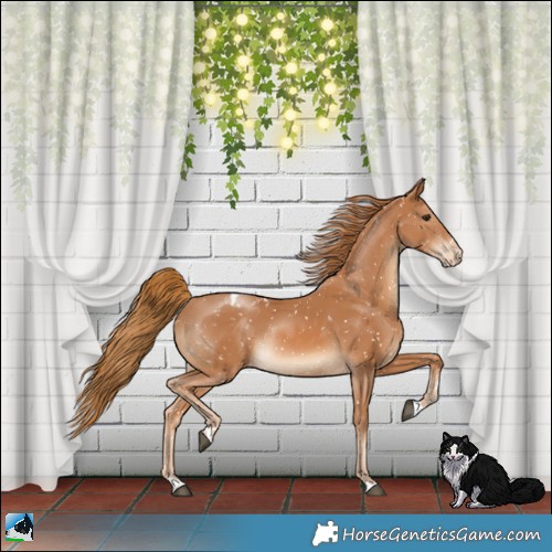 Horse Color:Chestnut Appaloosa Rabicano 