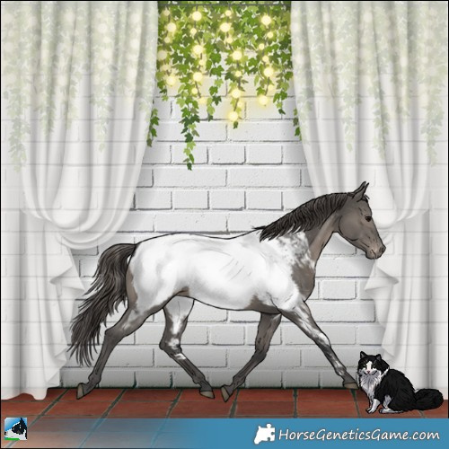 Horse Color:Grullo Snowcap