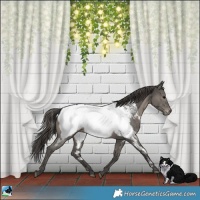 Horse Color:Grullo Appaloosa 