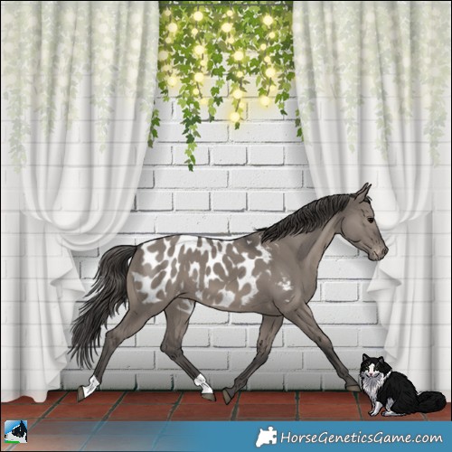 Horse Color:Grullo Appaloosa 