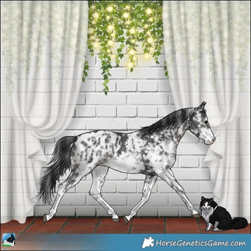 Horse Color:Black Sabino Near Leopard 
