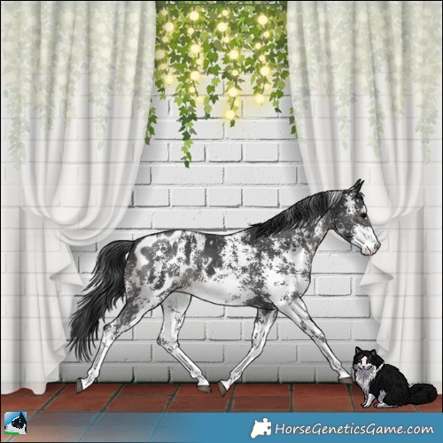 Horse Color:Black Sabino Appaloosa 