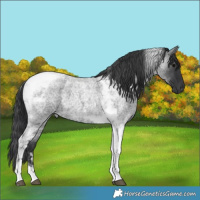 Horse Color:Blue Roan Tobiano