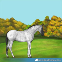 Horse Color:Blue Roan Tobiano 