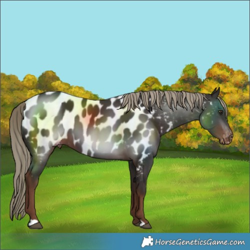 Horse Color:Liver Chestnut Near Leopard