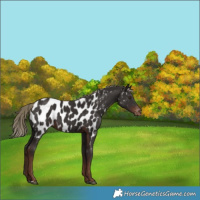 Horse Color:Liver Chestnut Appaloosa 
