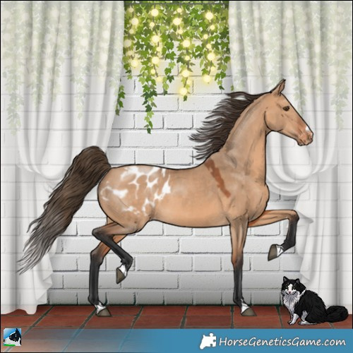 Horse Color:Bay Dun Appaloosa