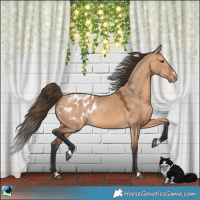 Horse Color:Bay Dun Appaloosa 