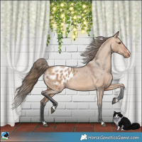 Horse Color:Bay Dun Blanket
