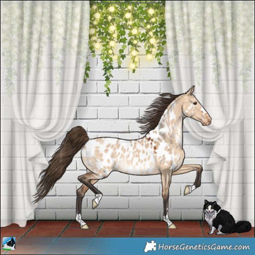 Horse Color:Bay Dun Appaloosa Rabicano 