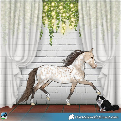 Horse Color:Bay Dun Near Leopard Rabicano 