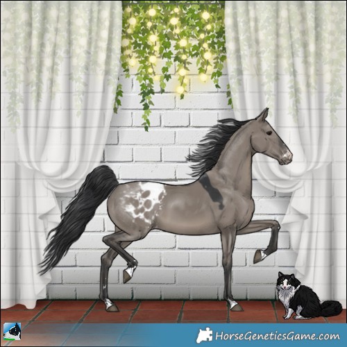 Horse Color:Grullo Appaloosa 