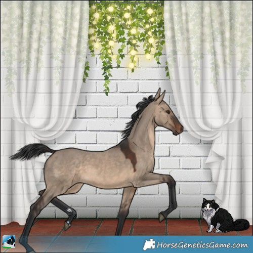 Horse Color:Brown Dun 